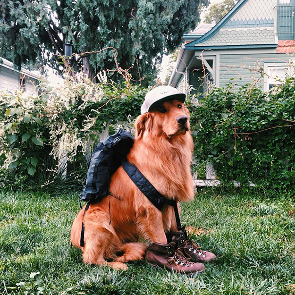 Human Takes His Dog On Epic Adventures, Proves That Dogs Are The Best Travel Buddies