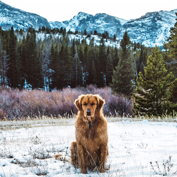 traveling-dog-aspen-the-mountain-pup-instagram-58