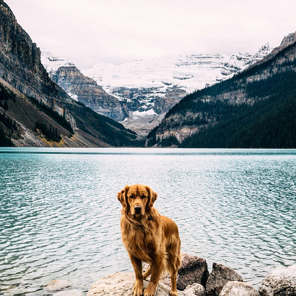 traveling-dog-aspen-the-mountain-pup-instagram-66