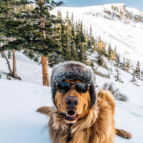 traveling-dog-aspen-the-mountain-pup-instagram-67