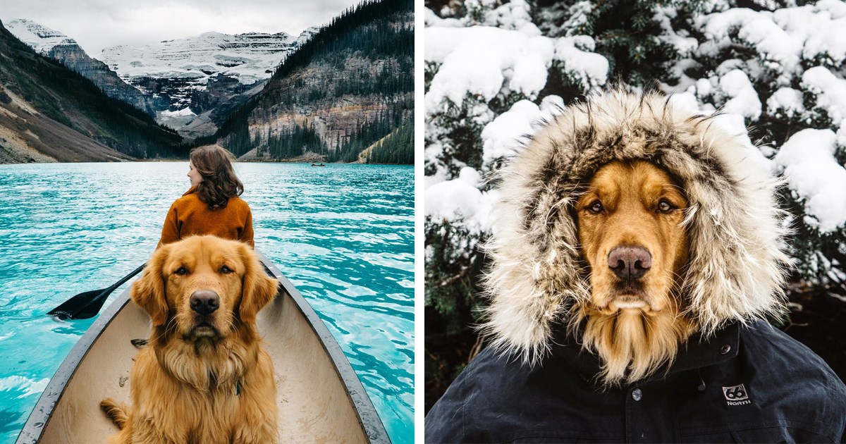 Human Takes His Dog On Epic Adventures Proves That Dogs Are The Best Travel Buddies Bored Panda