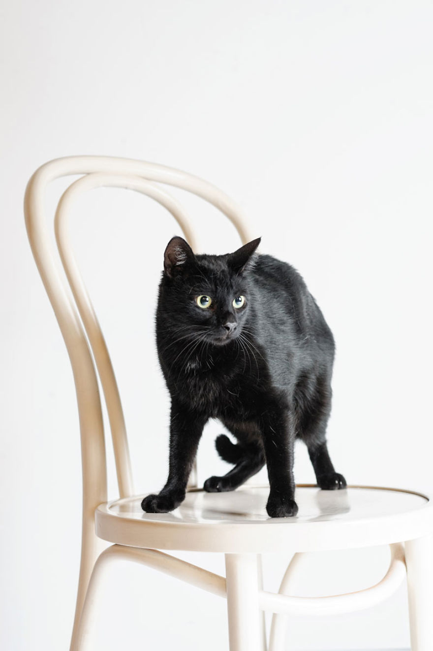 We Photographed A Black Cat, To Tell How Beautiful Black Cats Are. Many People Don't Want Them!