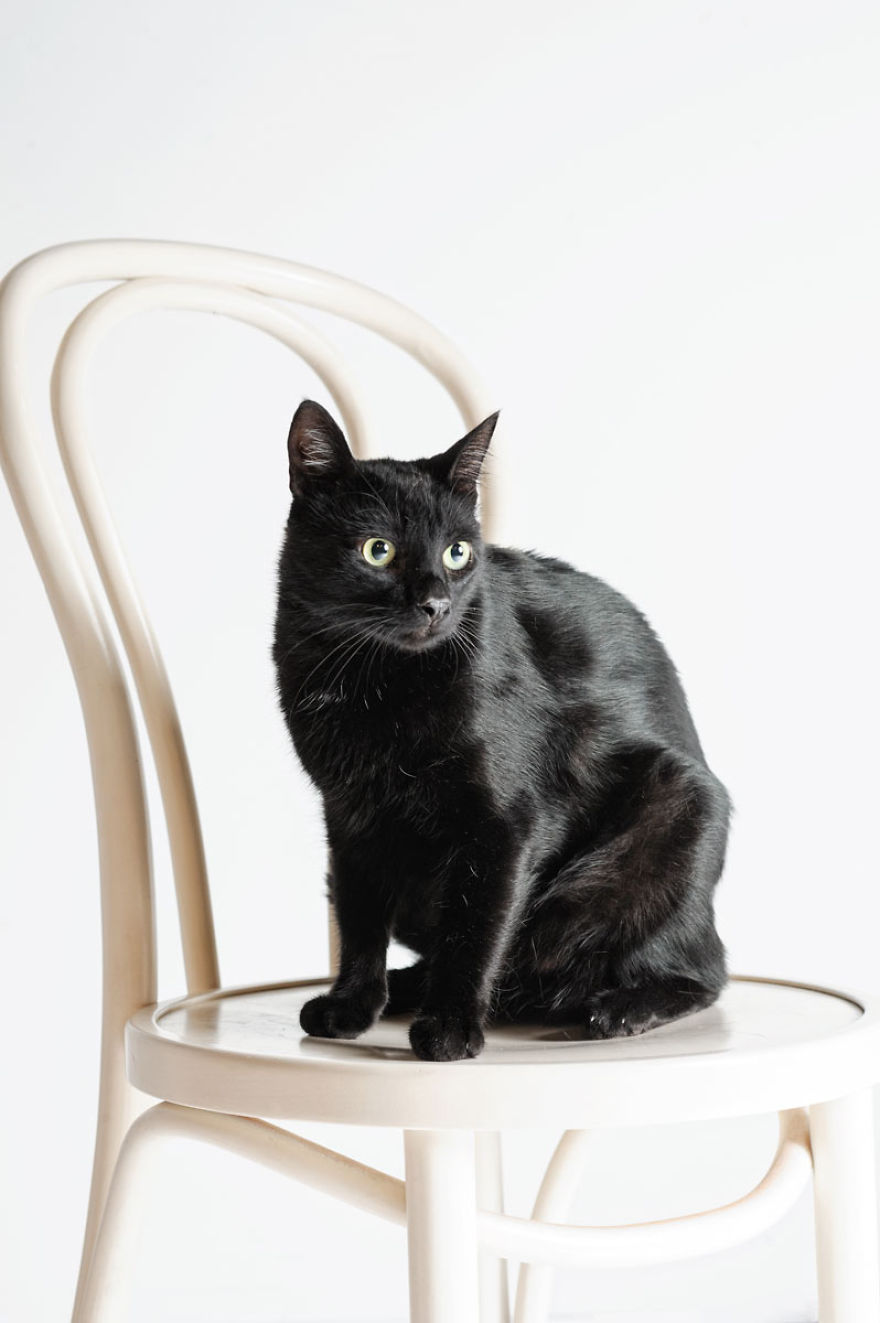 We Photographed A Black Cat, To Tell How Beautiful Black Cats Are. Many People Don't Want Them!
