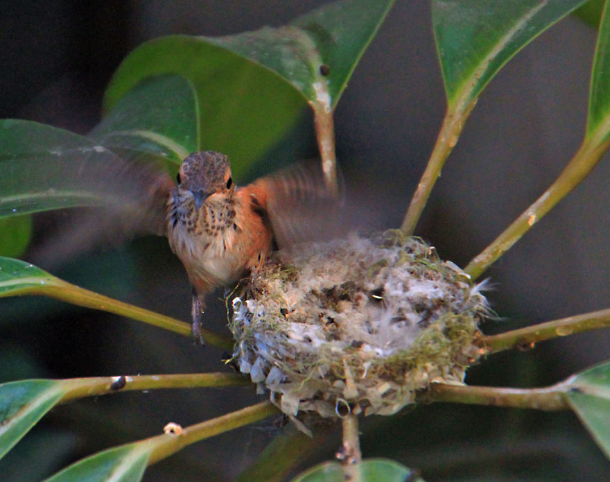 We Watched A Mama Hummingbird Raise Two Babies
