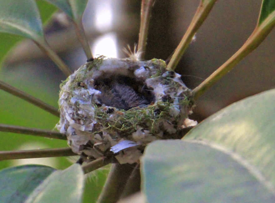 We Watched A Mama Hummingbird Raise Two Babies