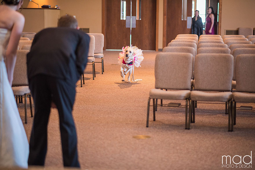 wedding-service-dog-tutu-dress-maddie-peschong-mad-photo-design-4