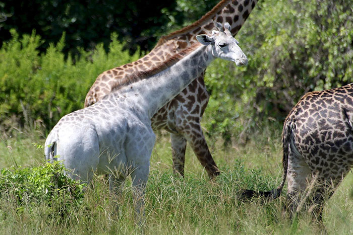 Rare White Giraffe Spotted In Tanzania Bored Panda