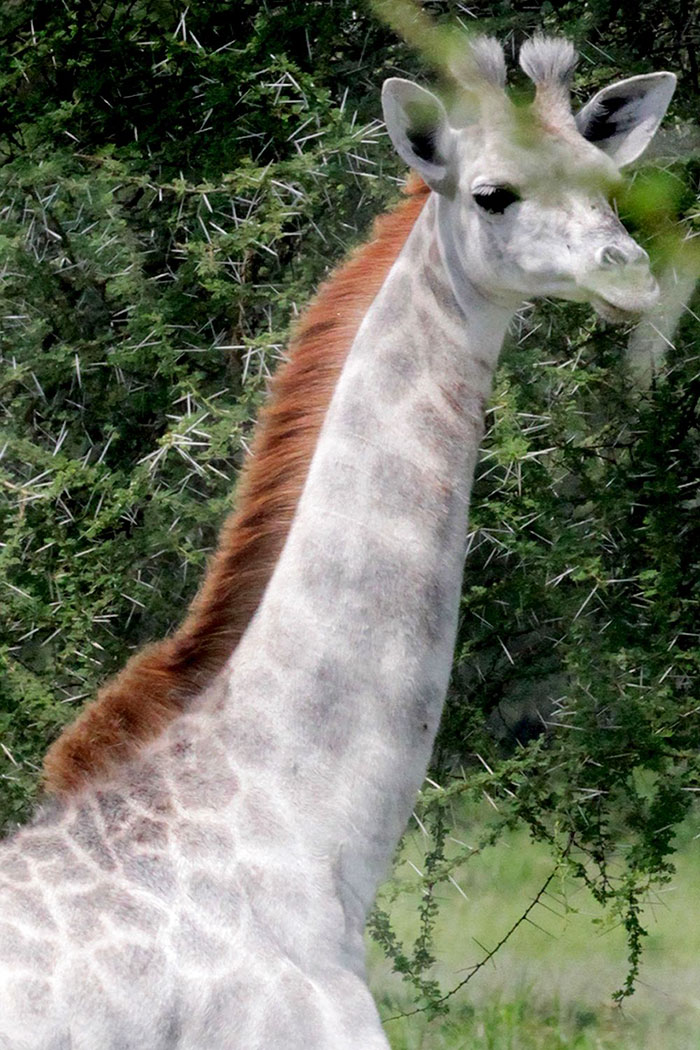 Rare White Giraffe Spotted In Tanzania