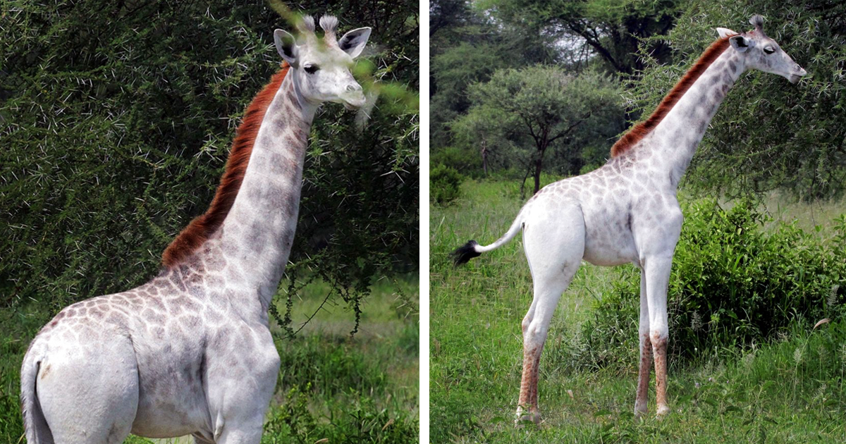 Rare White Giraffe Spotted In Tanzania | Bored Panda