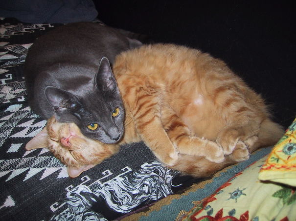 Cozy Cats, Stella And Milo
