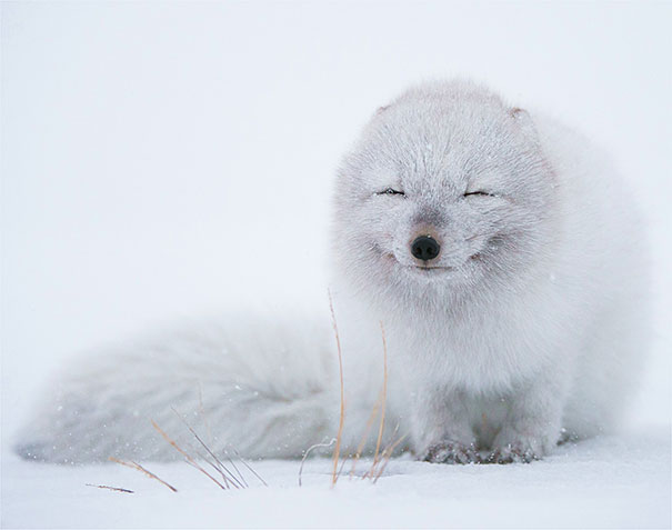 10 Pictures Of Smiling Animals Will Light Up Your Day