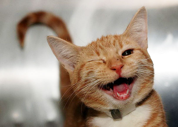 10 Pictures Of Smiling Animals Will Light Up Your Day