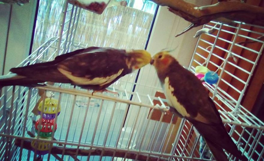 My Cockatiels, Babis And Soula Spend The Whole Day Kissing (and Fighting!)