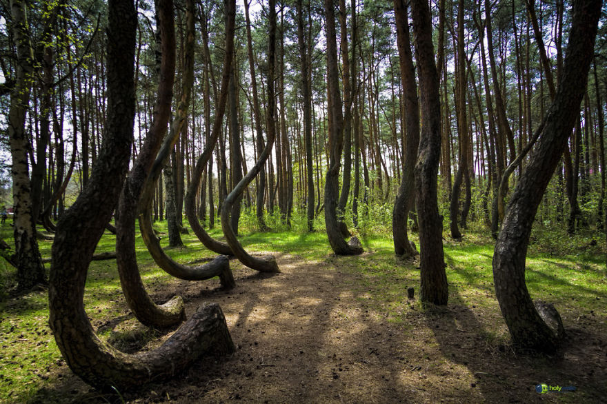 #18 Crooked Forest, Poland