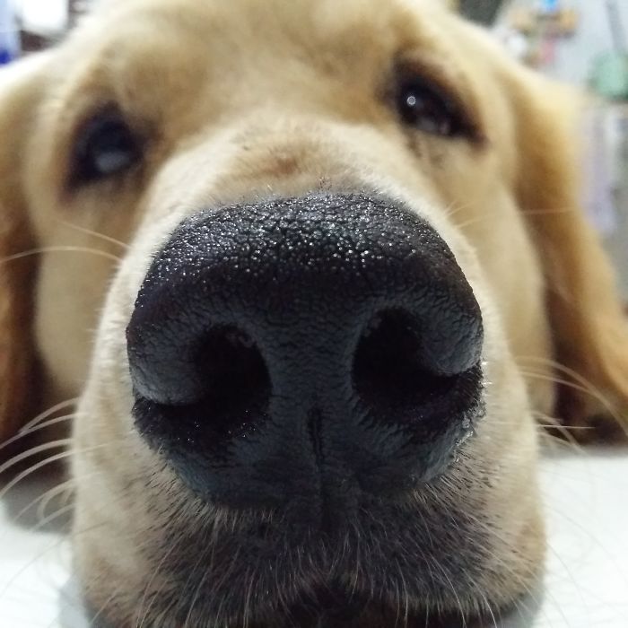 Wet Nose, Healthy Dog :)