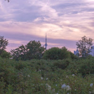 nicholastelesca avatar