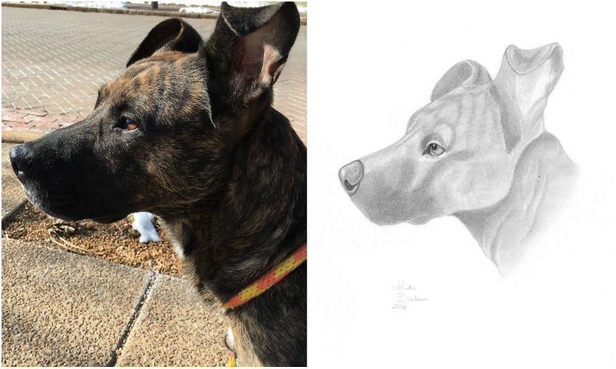 I Draw Portraits Of Pets To Help Save The Lives Of Less Fortunate Animals