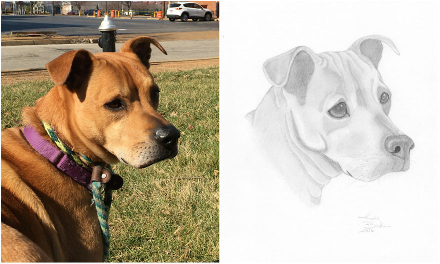 I Draw Portraits Of Pets To Help Save The Lives Of Less Fortunate Animals