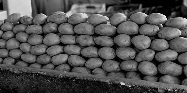 Potatoes In Local Market / Romania - Bucharest