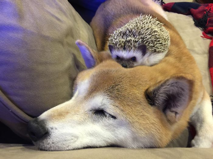 Hedgehogs Make Great Cuddle Buddies! My Shiba Inu Toby Loves Him