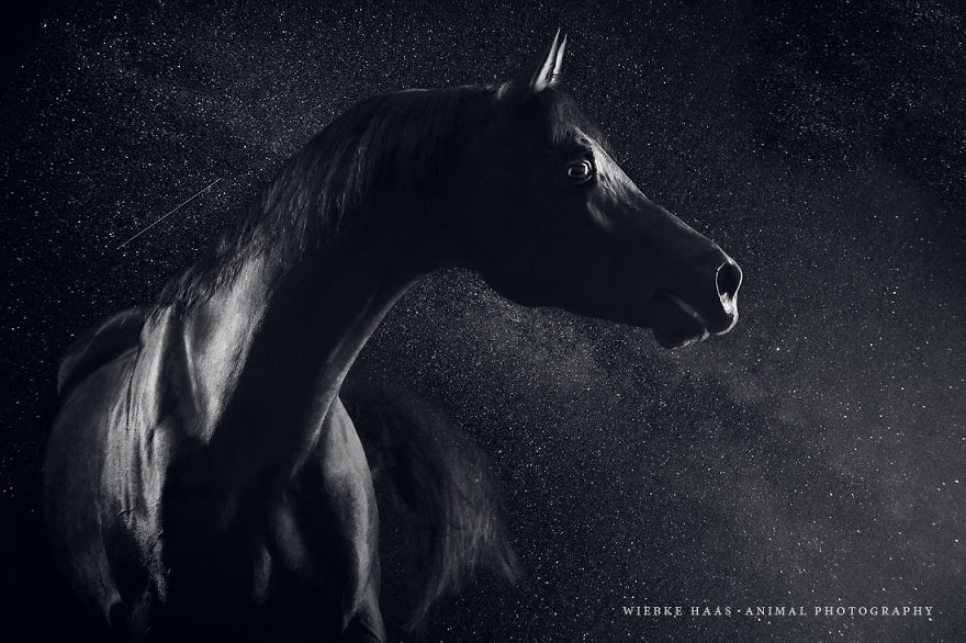 Instead Of Getting A Boring Office Job, I Followed My Dream To Become A Horse Photographer