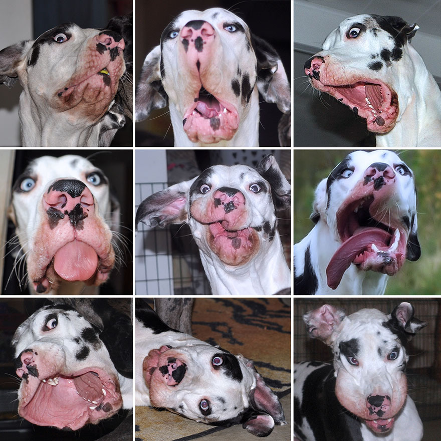 Meet-Mutka-the-Great-Dane-The-Dog-of-a-Thousand-Faces-30