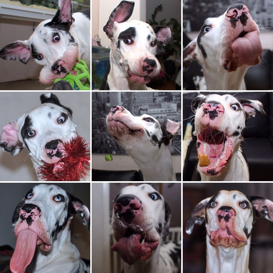 Meet Mutka, Our Dog Of A Thousand Faces