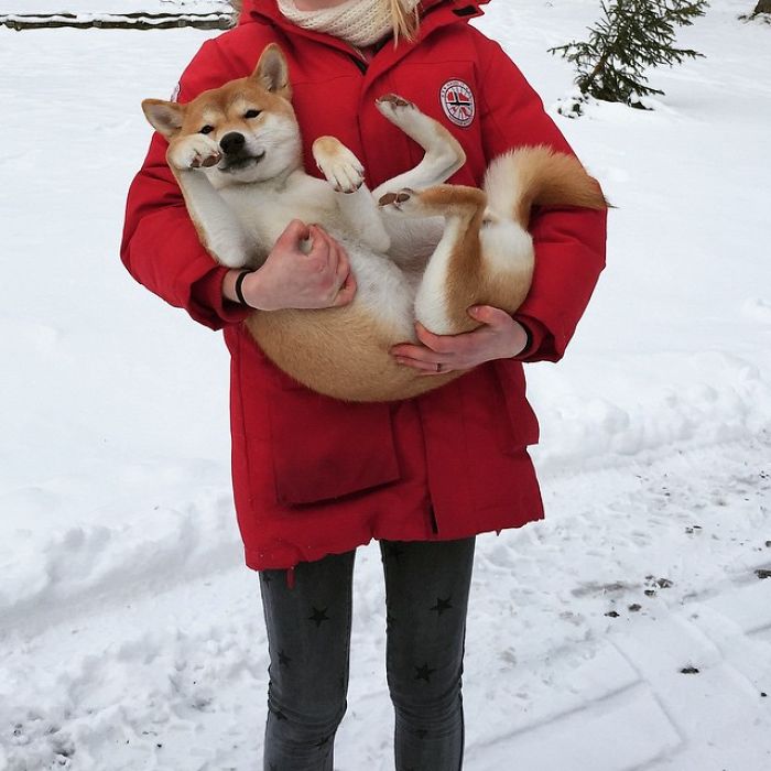 Meet Nana, The Shiba Inu Of My Life Who Is Turning 2 This Thursday