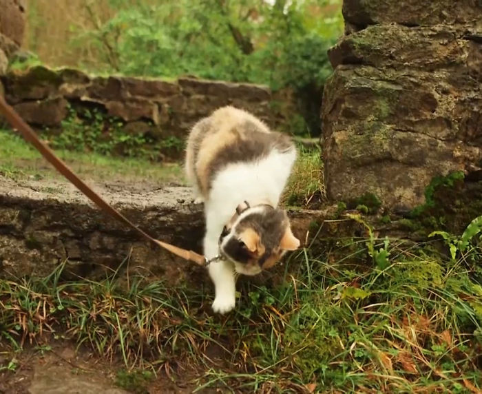 Meet Stevie, My Blind Rescued Cat Who Loves To Go Hiking