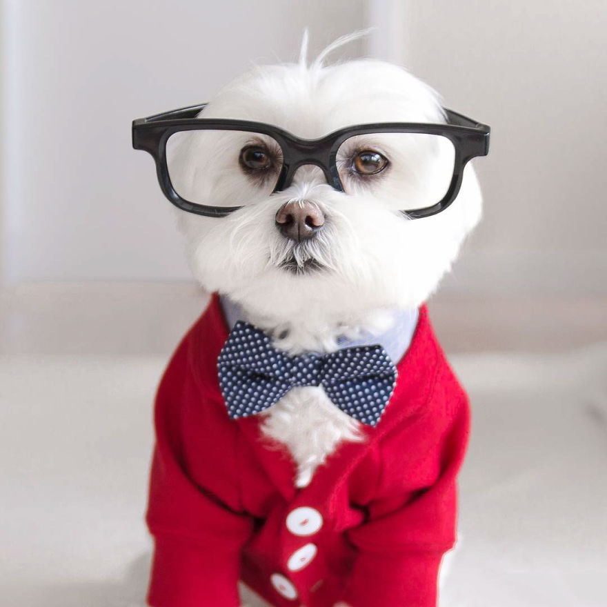 Meet Toby Littledude - Instagram's Most Adorable Hipster Pup!