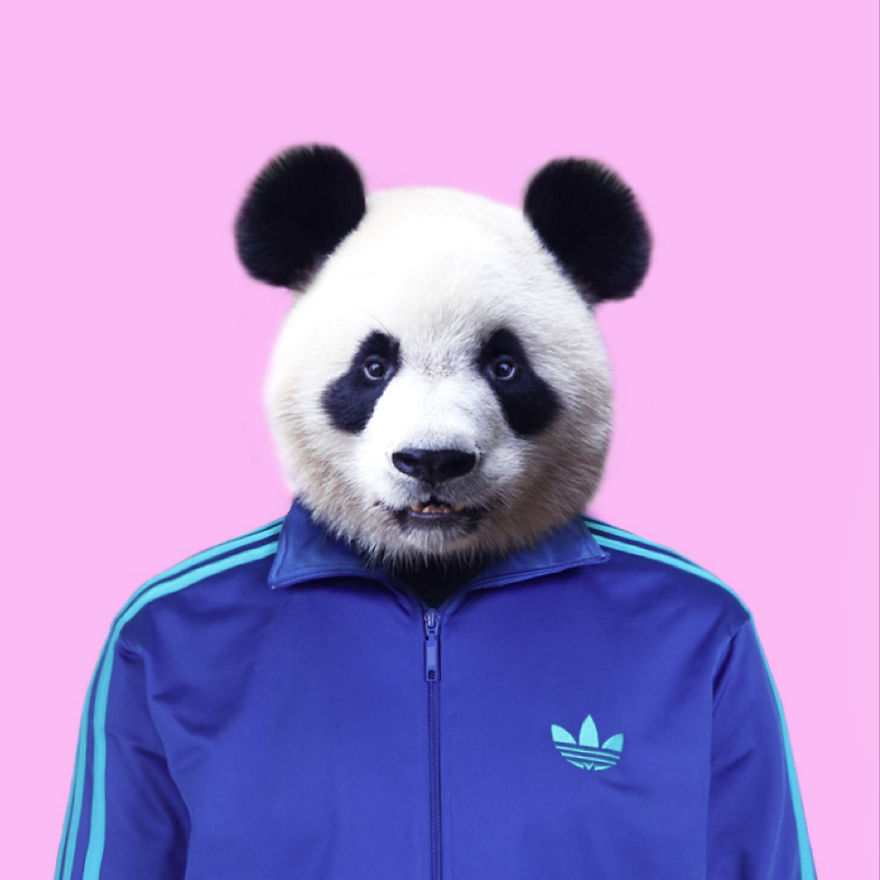 Hi, Panda