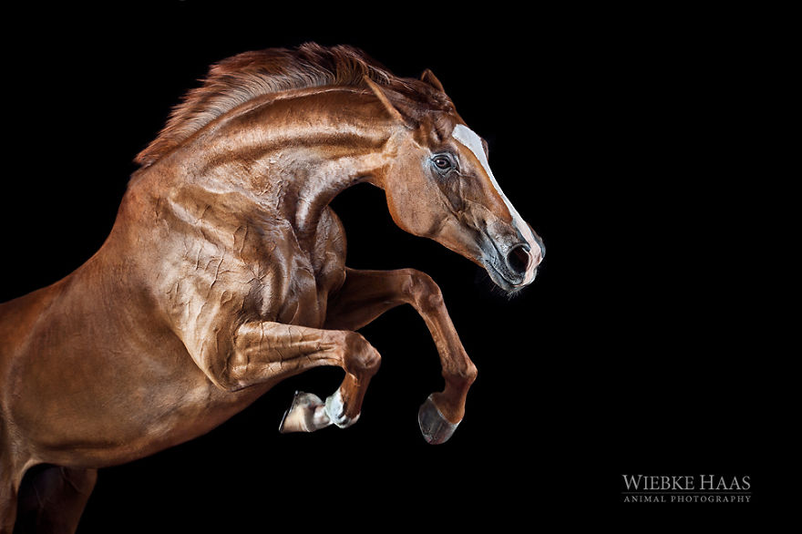 Instead Of Getting A Boring Office Job, I Followed My Dream To Become A Horse Photographer