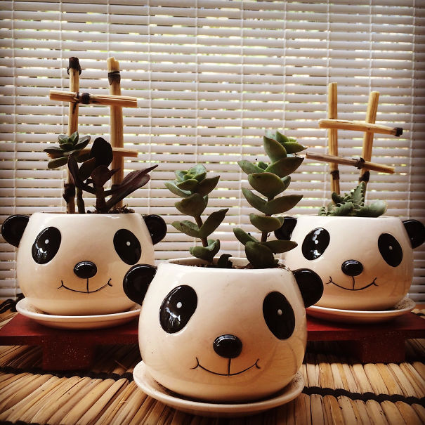 Panda Planters