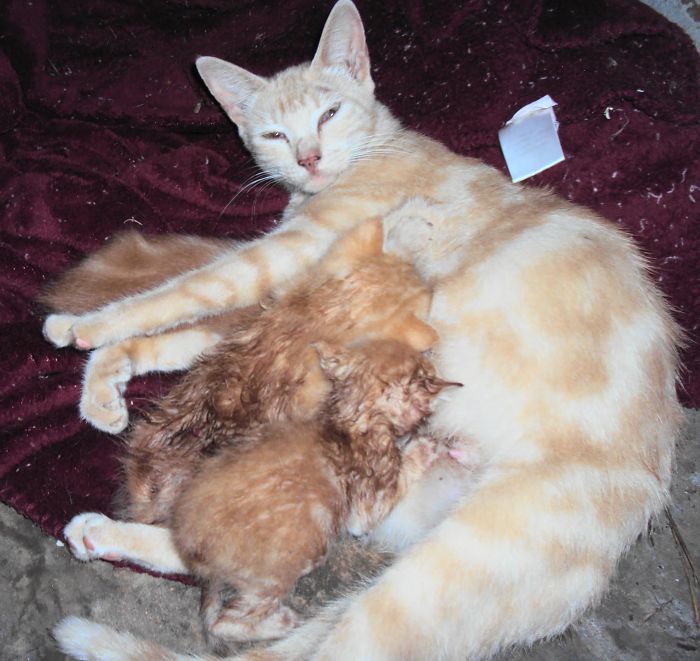 A Tale Of Two Abandoned Kittens Who Now Are Inseparable