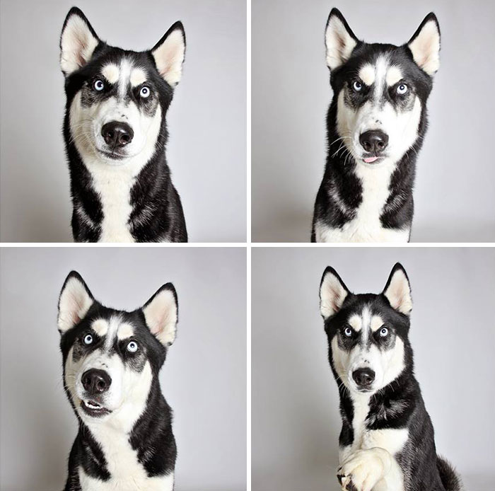 Shelter Dog Photobooth Pics Helps More Pups Find Forever Homes (25 pics)
