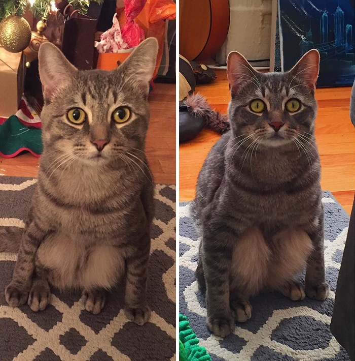 adopted-cat-sits-like-human-wilbur-wolfpackago-7