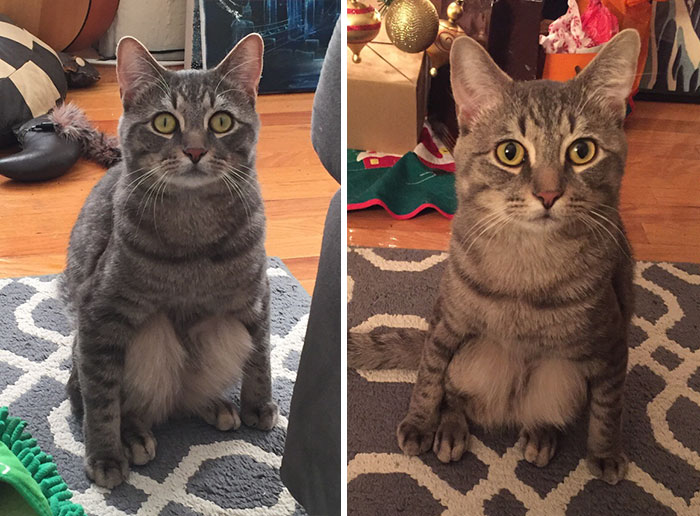 Couple Adopts A Stray Cat And Finds He’s Not Like The Other Cats