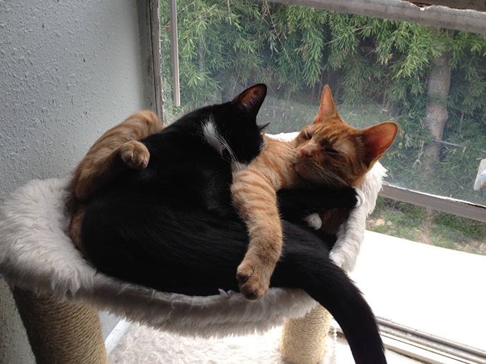 2 Cats 1 Bed: Adopted Cat Brothers Continue Sleeping Together Even After They Outgrow Their Bed