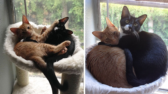 2 Cats 1 Bed: Adopted Cat Brothers Continue Sleeping Together Even After They Outgrow Their Bed