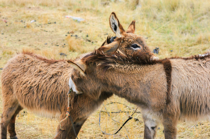 Another Irresistible Donkey Hug—donkeys Are Just So Friendly!