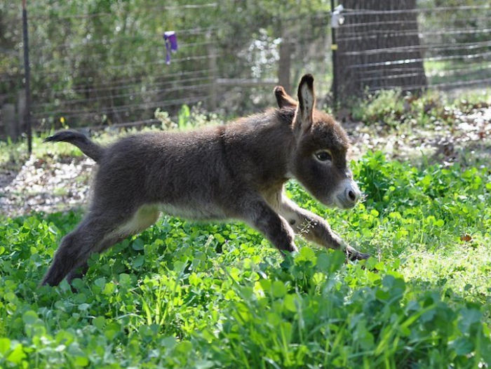 Look At This Baby Donkey Frolicking In Its Human's Fields And Try Not To Smile.