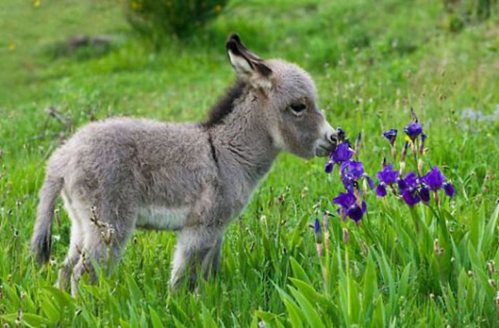 Sweet-smelling Flowers And An Even Sweeter Donkey.