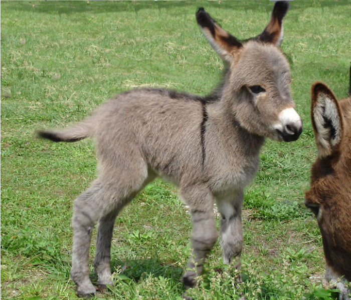 This Mini Donkey Is Just Starting To Grow Into Its Ears.