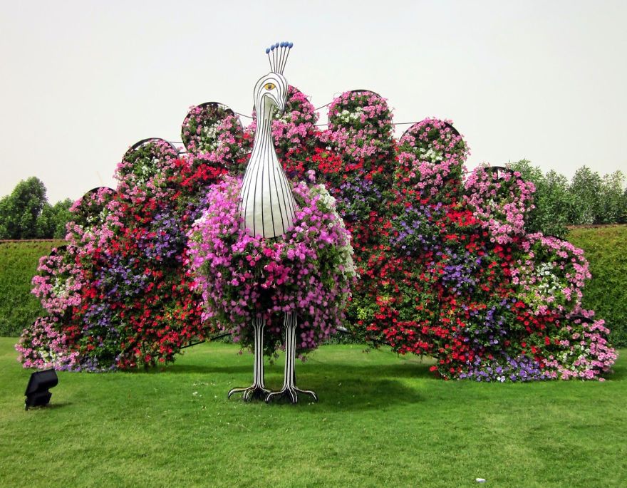 Amazing Pictures Of Dubai Miracle Garden