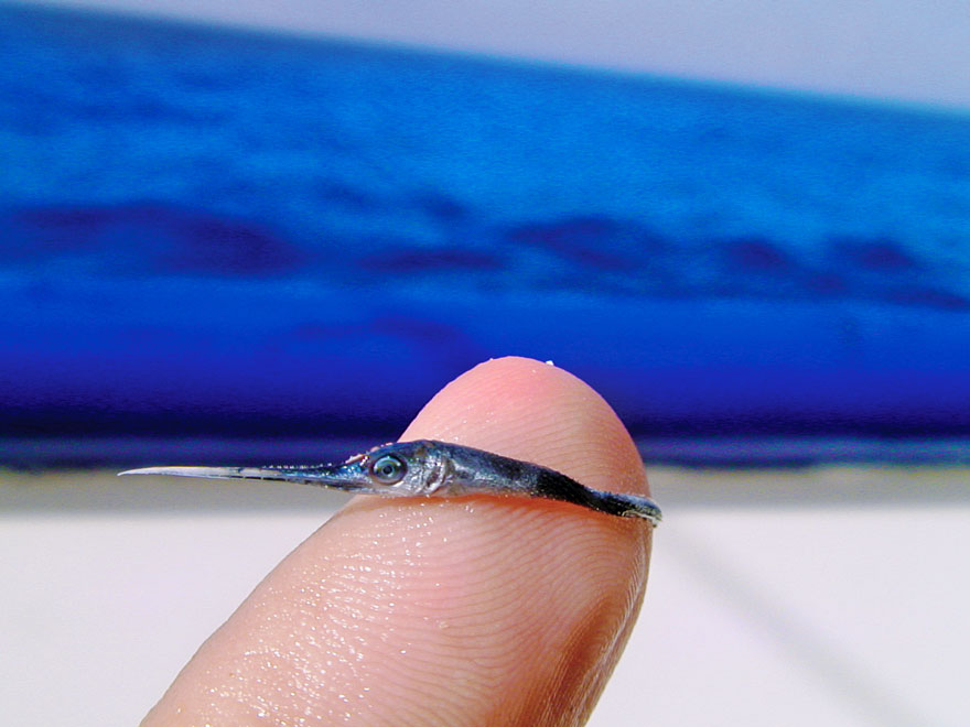 Marine Biologist Shows What A Baby Swordfish Looks Like
