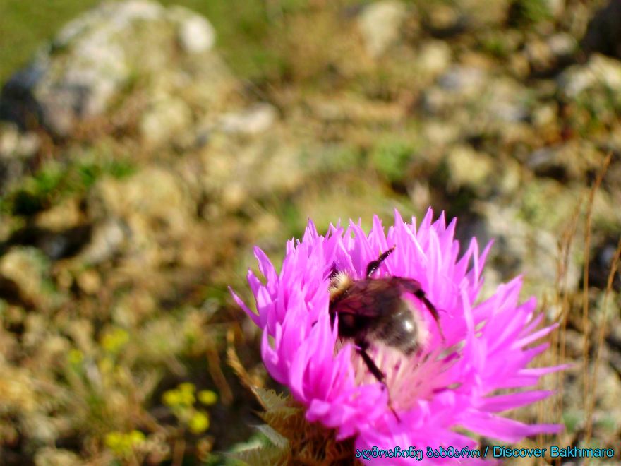 Bakhmaro, The Most Beautiful Resort In Caucasus, Georgia (east Europe) Bakhmaro, The Most Beautiful Resort In Caucasus, Georgia (east Europe)