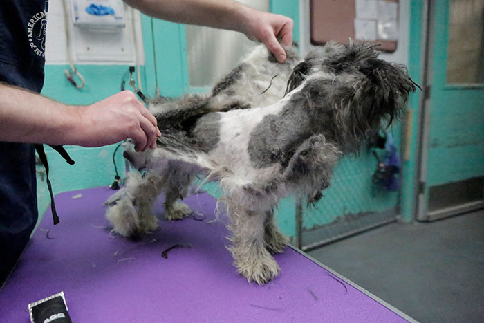 Man Gives Old Shelter Dogs Free Haircuts So They Can Finally