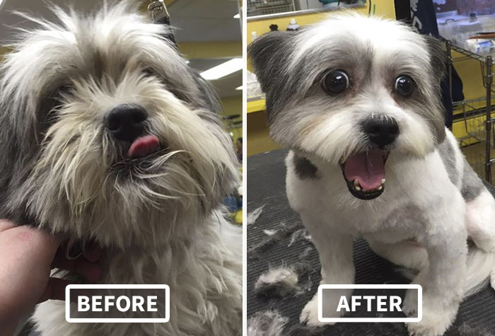 Man Gives Old Shelter Dogs Free Haircuts So They Can Finally Find Homes