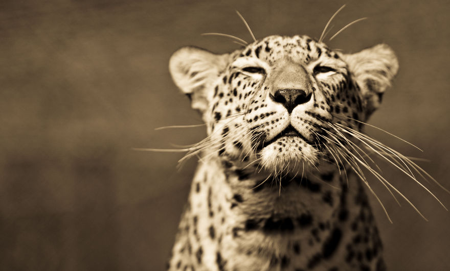 Big Cats: I’ve Spent 10 Years Photographing These Wild And Loving Creatures (Part 2)
