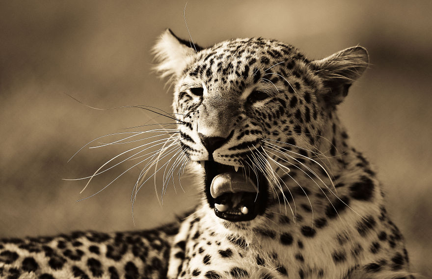 Big Cats: I’ve Spent 10 Years Photographing These Wild And Loving Creatures (Part 2)